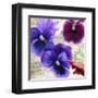 Pansies II-Jenny Thomlinson-Framed Art Print