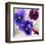 Pansies II-Jenny Thomlinson-Framed Art Print