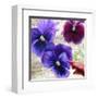 Pansies II-Jenny Thomlinson-Framed Art Print