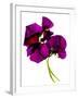 Pansies III-Julia McLemore-Framed Photographic Print