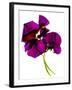 Pansies III-Julia McLemore-Framed Photographic Print