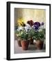 Pansies in Flower Pots-J Morley-Framed Art Print