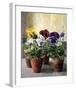 Pansies in Flower Pots-J Morley-Framed Art Print