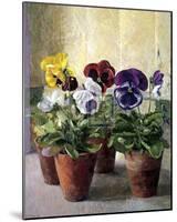 Pansies in Flower Pots-J Morley-Mounted Art Print