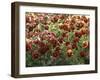 Pansies (Viola Sp,)-Vaughan Fleming-Framed Premium Photographic Print