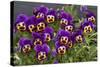 Pansies (Viola Sp.)-Bob Gibbons-Stretched Canvas