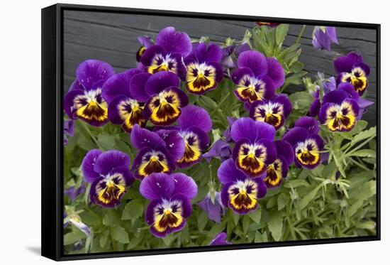 Pansies (Viola Sp.)-Bob Gibbons-Framed Stretched Canvas