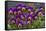 Pansies (Viola Sp.)-Bob Gibbons-Framed Stretched Canvas