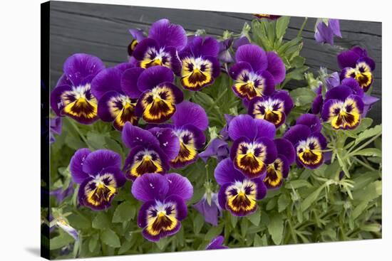 Pansies (Viola Sp.)-Bob Gibbons-Stretched Canvas