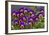 Pansies (Viola Sp.)-Bob Gibbons-Framed Premium Photographic Print