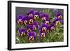Pansies (Viola Sp.)-Bob Gibbons-Framed Premium Photographic Print