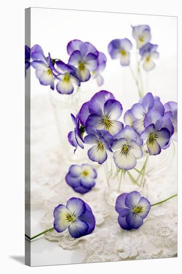 Pansies (Viola Sp.)-Erika Craddock-Stretched Canvas