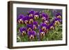 Pansies (Viola Sp.)-Bob Gibbons-Framed Photographic Print