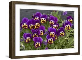 Pansies (Viola Sp.)-Bob Gibbons-Framed Photographic Print