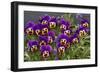 Pansies (Viola Sp.)-Bob Gibbons-Framed Photographic Print