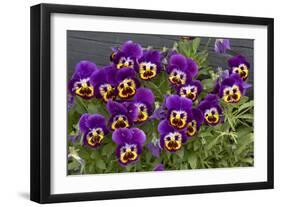 Pansies (Viola Sp.)-Bob Gibbons-Framed Photographic Print