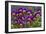 Pansies (Viola Sp.)-Bob Gibbons-Framed Photographic Print