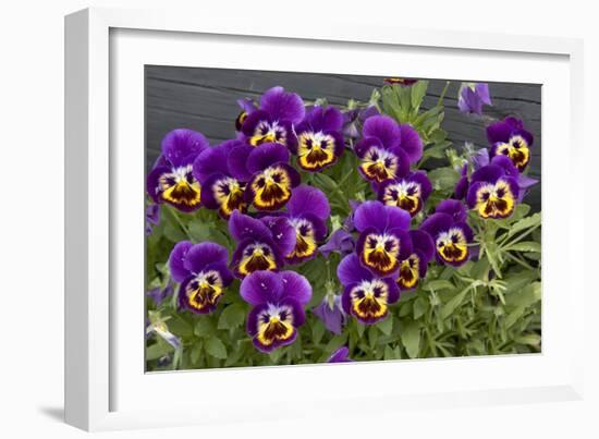 Pansies (Viola Sp.)-Bob Gibbons-Framed Photographic Print