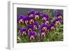 Pansies (Viola Sp.)-Bob Gibbons-Framed Photographic Print