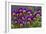 Pansies (Viola Sp.)-Bob Gibbons-Framed Photographic Print