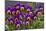 Pansies (Viola Sp.)-Bob Gibbons-Mounted Photographic Print