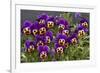 Pansies (Viola Sp.)-Bob Gibbons-Framed Photographic Print