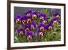 Pansies (Viola Sp.)-Bob Gibbons-Framed Photographic Print