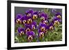 Pansies (Viola Sp.)-Bob Gibbons-Framed Photographic Print