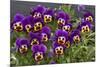 Pansies (Viola Sp.)-Bob Gibbons-Mounted Photographic Print