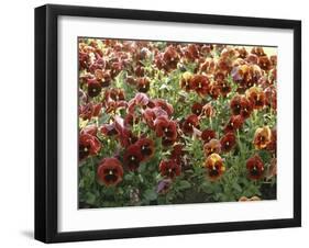 Pansies (Viola Sp,)-Vaughan Fleming-Framed Photographic Print