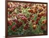 Pansies (Viola Sp,)-Vaughan Fleming-Framed Photographic Print