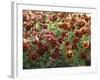 Pansies (Viola Sp,)-Vaughan Fleming-Framed Photographic Print