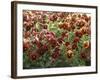 Pansies (Viola Sp,)-Vaughan Fleming-Framed Photographic Print