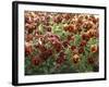 Pansies (Viola Sp,)-Vaughan Fleming-Framed Photographic Print