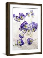 Pansies (Viola Sp.)-Erika Craddock-Framed Photographic Print