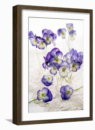 Pansies (Viola Sp.)-Erika Craddock-Framed Photographic Print