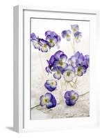 Pansies (Viola Sp.)-Erika Craddock-Framed Photographic Print