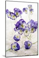 Pansies (Viola Sp.)-Erika Craddock-Mounted Photographic Print