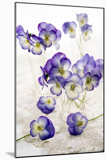 Pansies (Viola Sp.)-Erika Craddock-Mounted Photographic Print