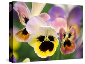 Pansies (Viola Wittrockiana)-Dr. Nick Kurzenko-Stretched Canvas