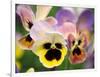 Pansies (Viola Wittrockiana)-Dr. Nick Kurzenko-Framed Photographic Print