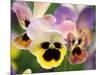 Pansies (Viola Wittrockiana)-Dr. Nick Kurzenko-Mounted Photographic Print