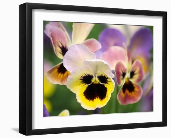 Pansies (Viola Wittrockiana)-Dr. Nick Kurzenko-Framed Photographic Print