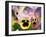 Pansies (Viola Wittrockiana)-Dr. Nick Kurzenko-Framed Photographic Print