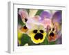 Pansies (Viola Wittrockiana)-Dr. Nick Kurzenko-Framed Photographic Print