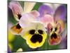 Pansies (Viola Wittrockiana)-Dr. Nick Kurzenko-Mounted Photographic Print