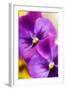 Pansies (Viola X Wittrockiana)-Maria Mosolova-Framed Premium Photographic Print