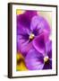 Pansies (Viola X Wittrockiana)-Maria Mosolova-Framed Premium Photographic Print