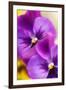 Pansies (Viola X Wittrockiana)-Maria Mosolova-Framed Photographic Print