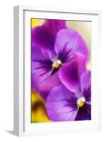 Pansies (Viola X Wittrockiana)-Maria Mosolova-Framed Photographic Print